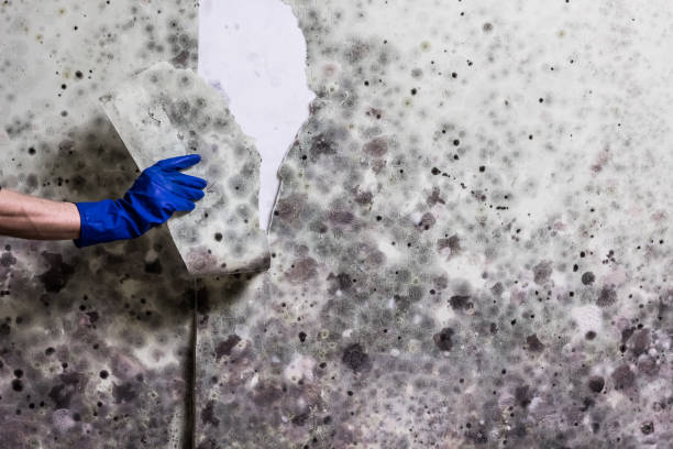Best Mold Remediation  in Sand Ridge, NY