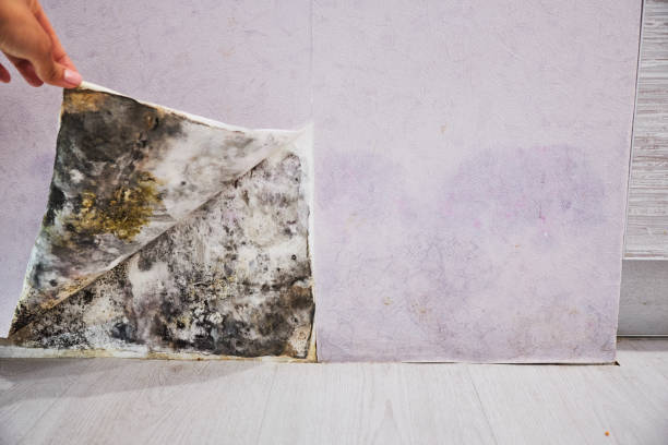 Best Home Mold Removal  in Sand Ridge, NY